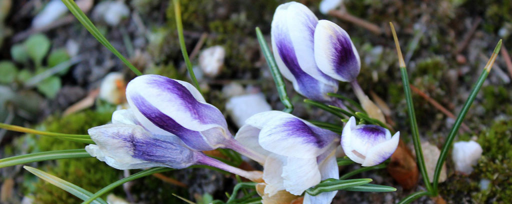 Easter notes from Rector Chris